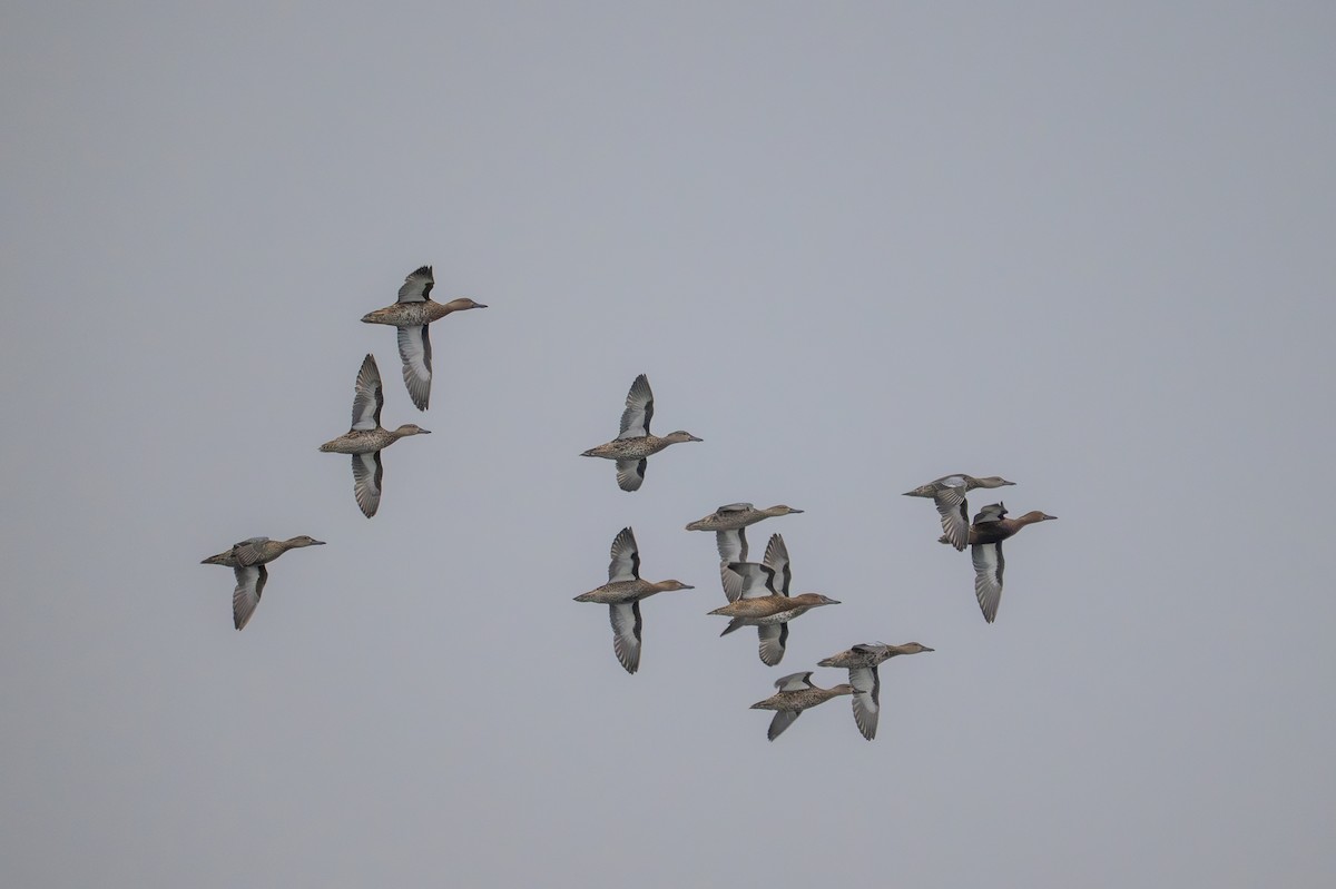 Cinnamon Teal - ML641271627