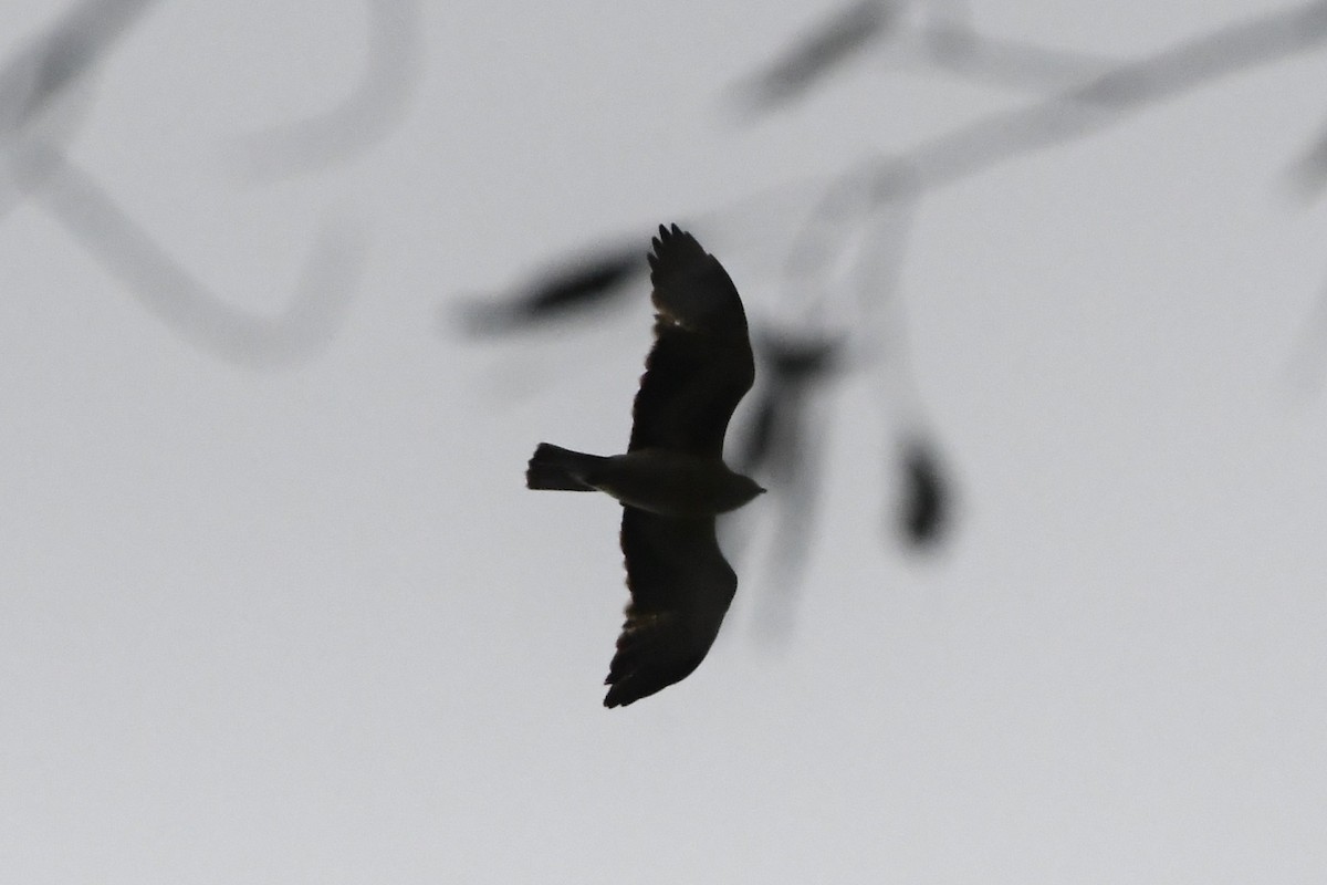 Little Eagle - ML641271655