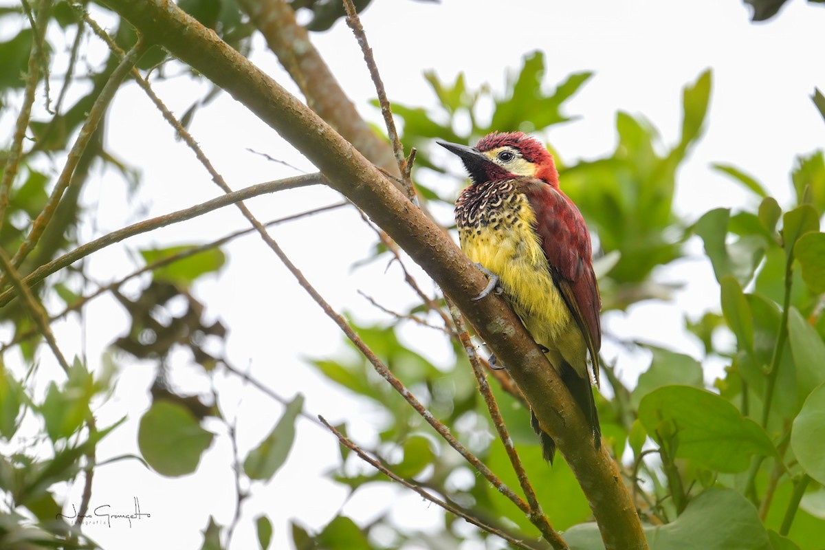 Crimson-mantled Woodpecker - ML641271709