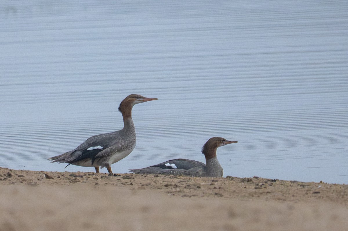 Common Merganser - ML641271719