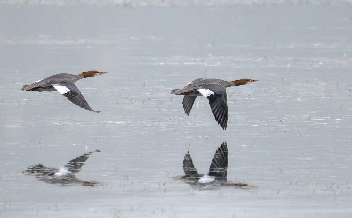Common Merganser - ML641271720