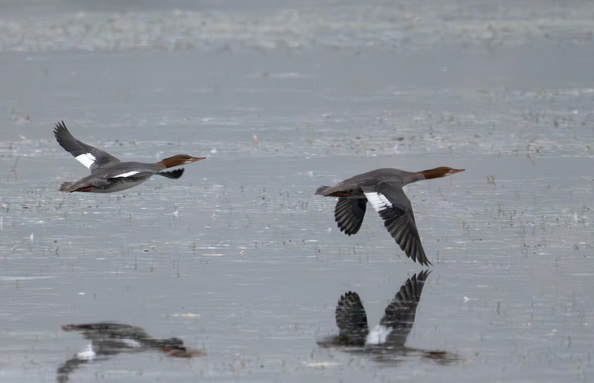 Common Merganser - ML641271721