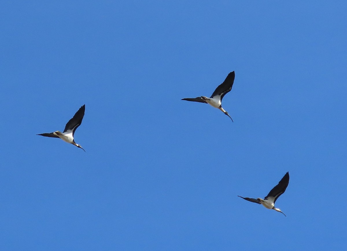 Straw-necked Ibis - ML641271728