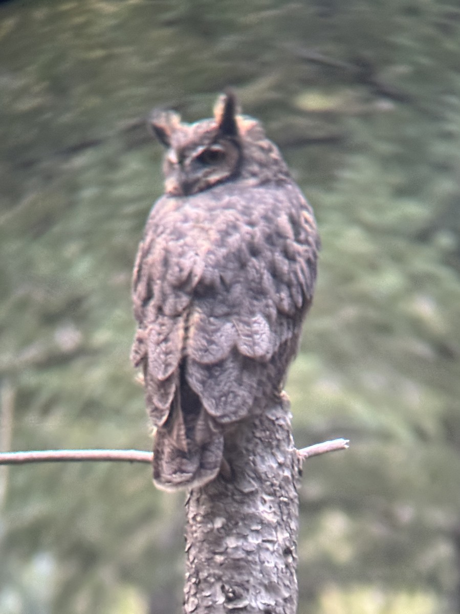Great Horned Owl - ML641271767