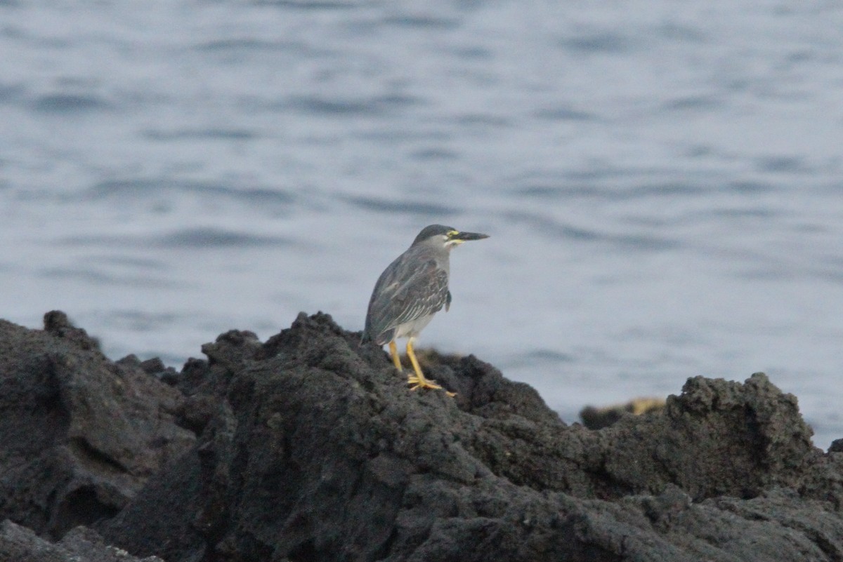Striated Heron - ML641271772