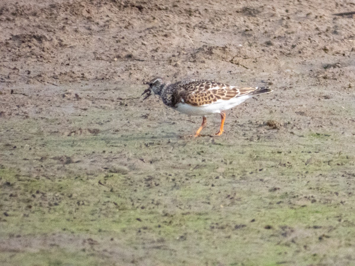 Ruddy Turnstone - ML641271820
