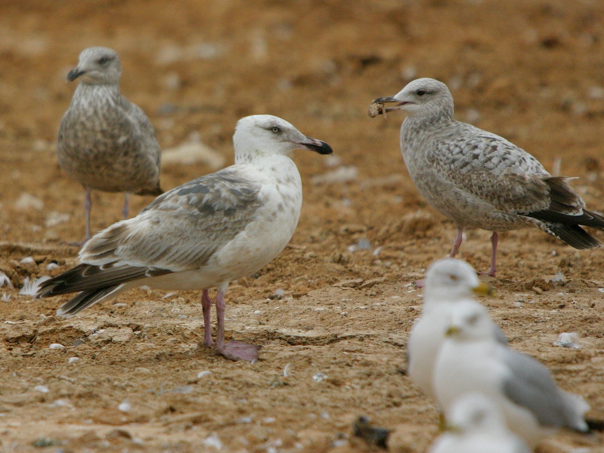 Slaty-backed Gull - ML641271821