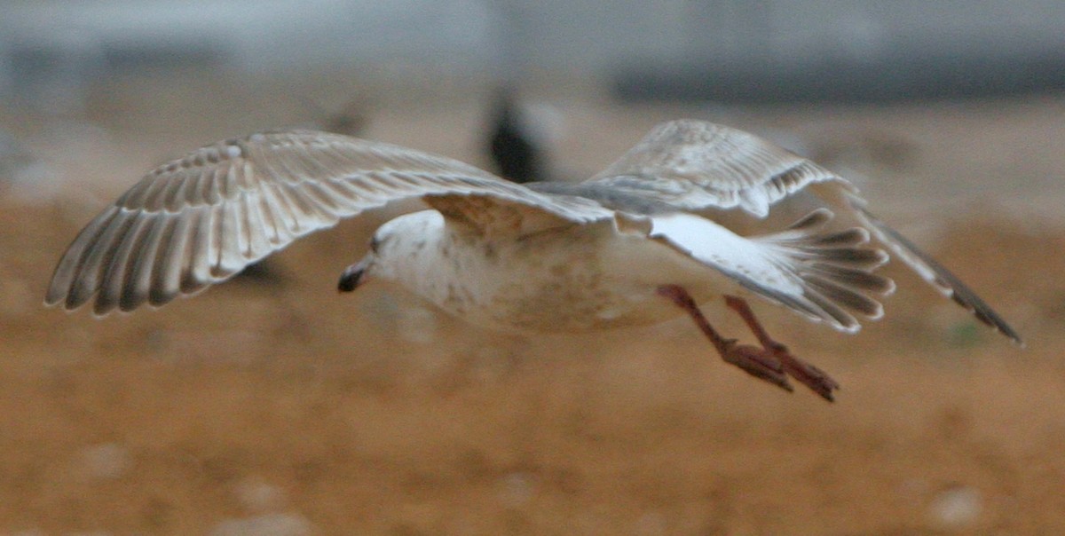 Slaty-backed Gull - ML641271824