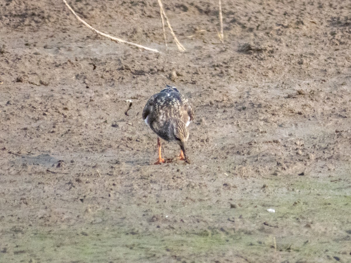 Ruddy Turnstone - ML641271825