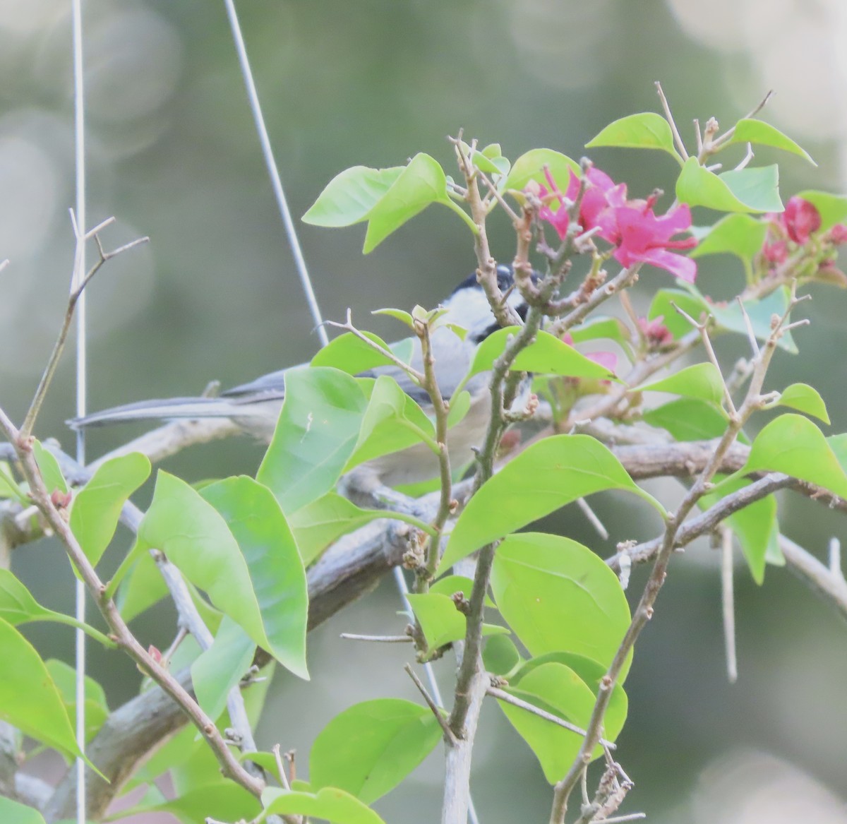 Carolina Chickadee - ML641271857