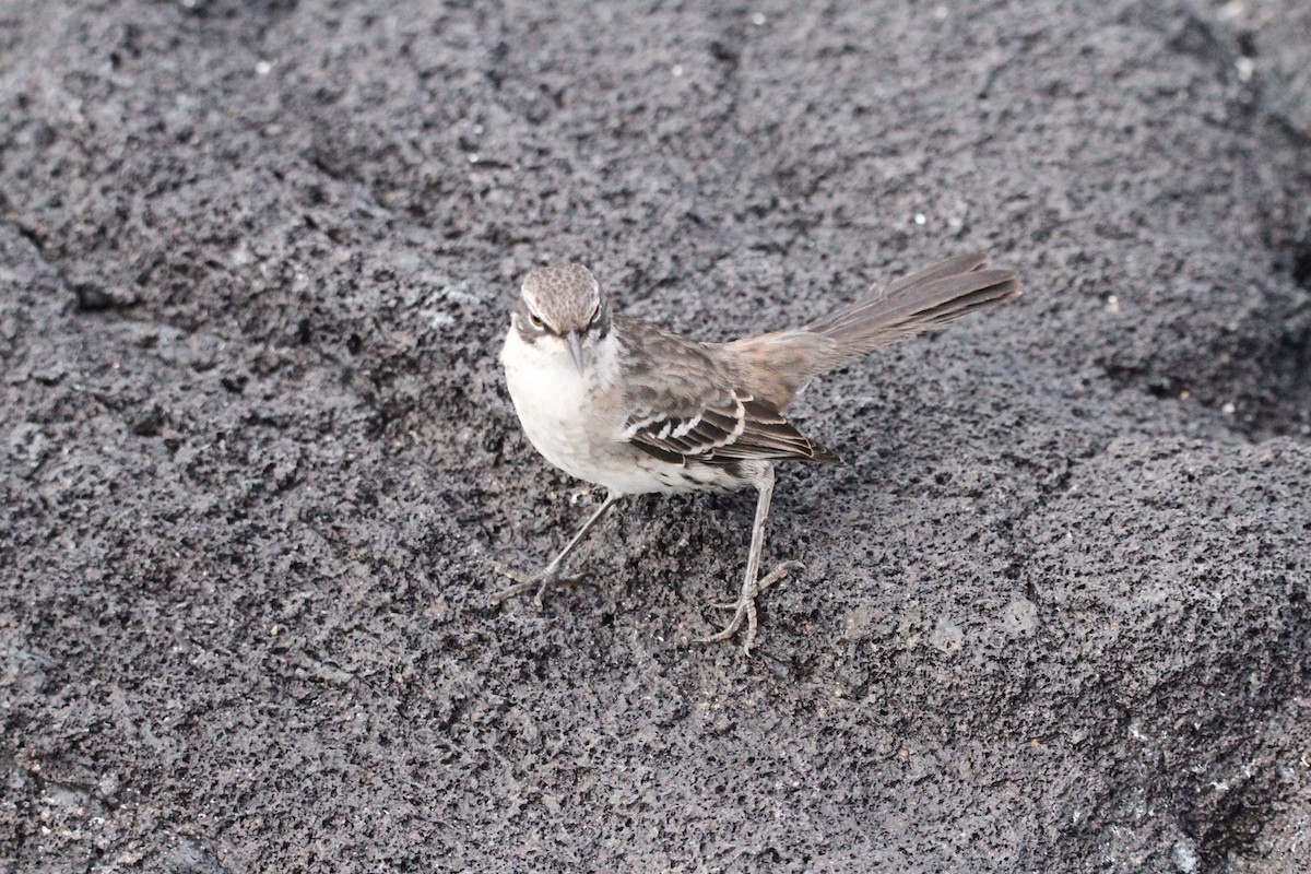 Galapagos Mockingbird - ML641271863