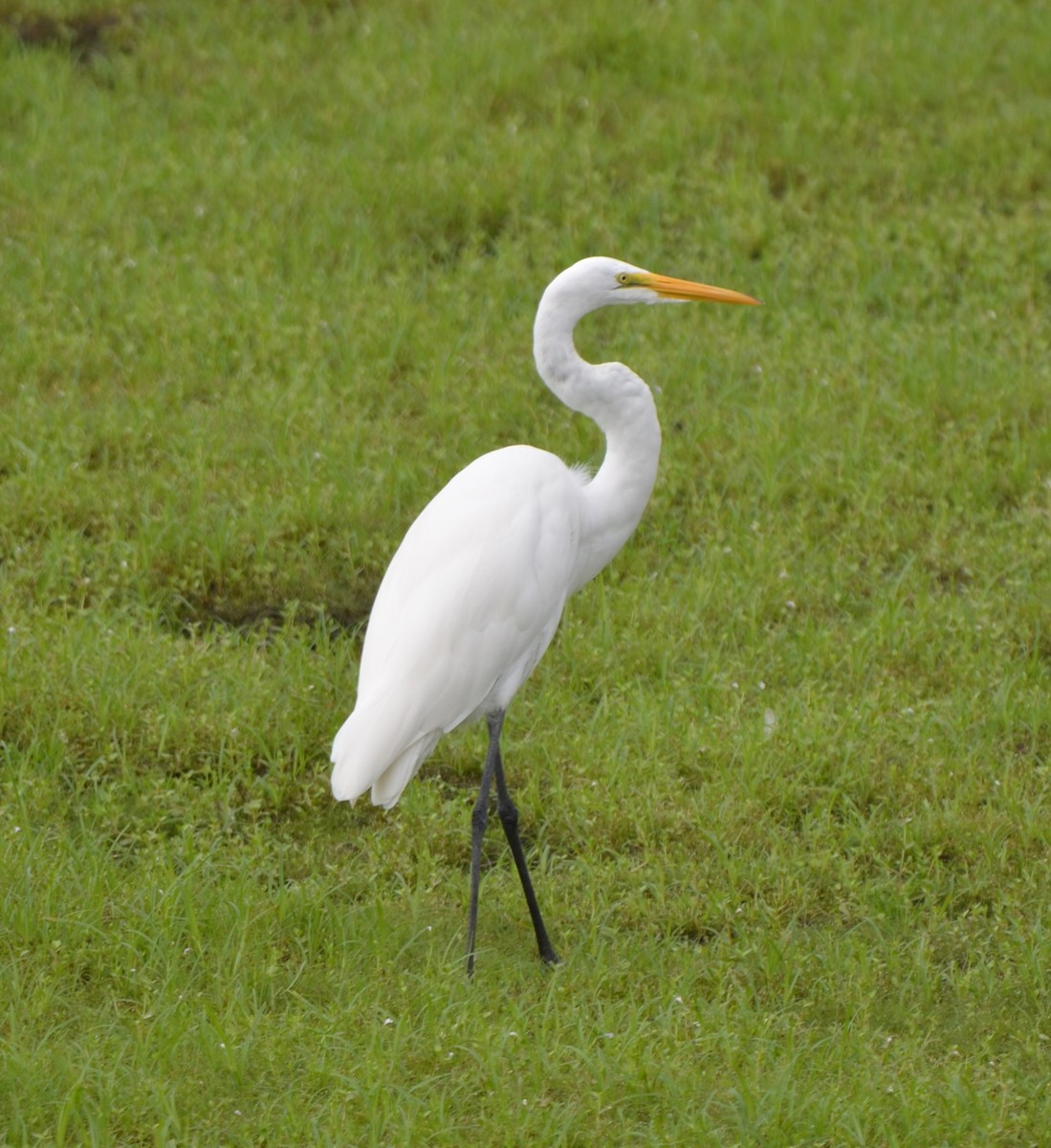 Grande Aigrette - ML641271867