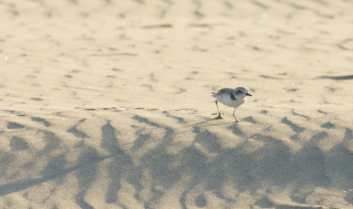 Snowy Plover - ML641271907