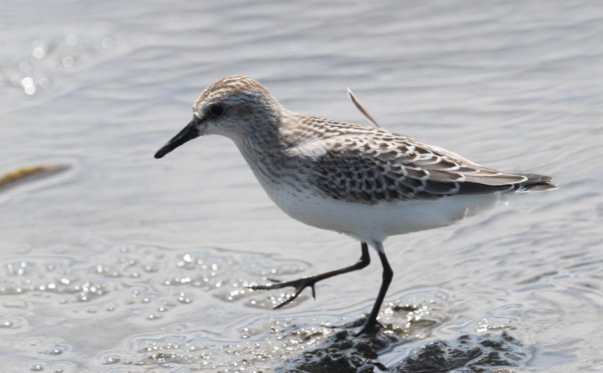 Semipalmated Sandpiper - ML641271910