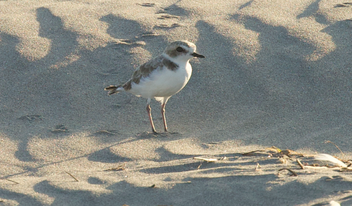 Snowy Plover - ML641271923