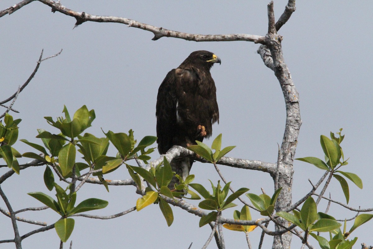 Galapagos Hawk - ML641271934