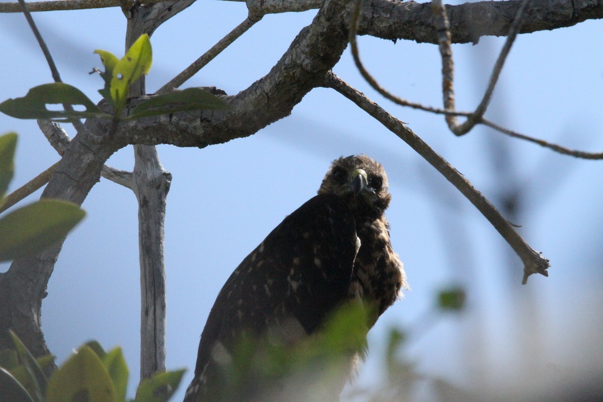 Galapagos Hawk - ML641271954