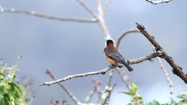 Eastern Spinebill - ML641271970