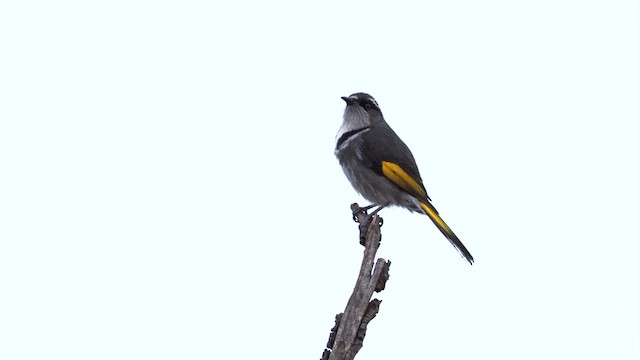 Crescent Honeyeater - ML641271977