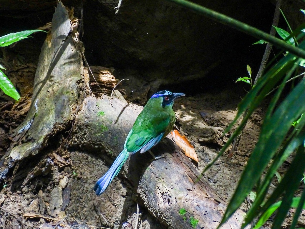 Whooping Motmot - ML641271978