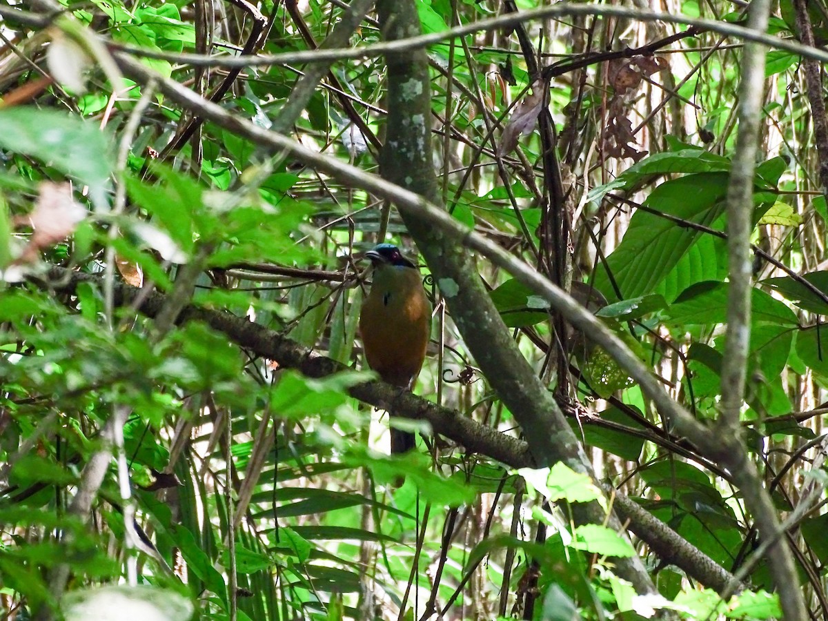 Whooping Motmot - ML641271982