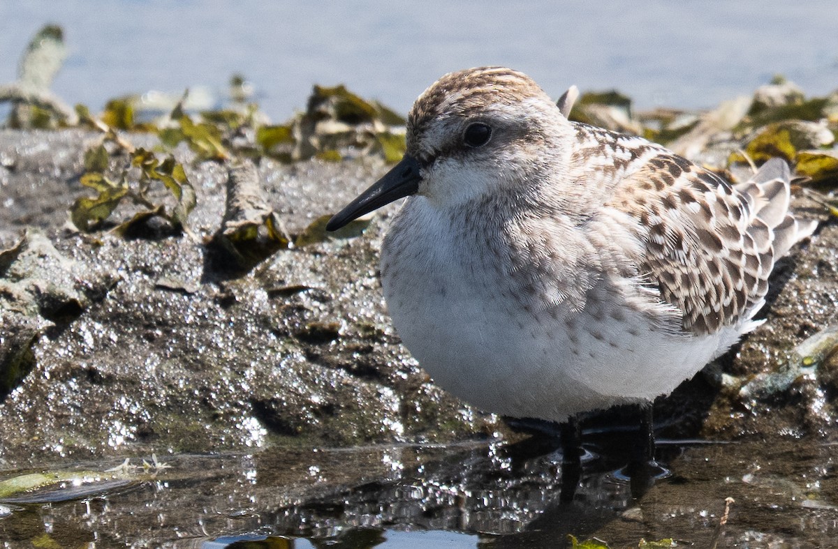 Semipalmated Sandpiper - ML641272016