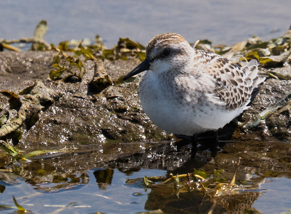 Semipalmated Sandpiper - ML641272017