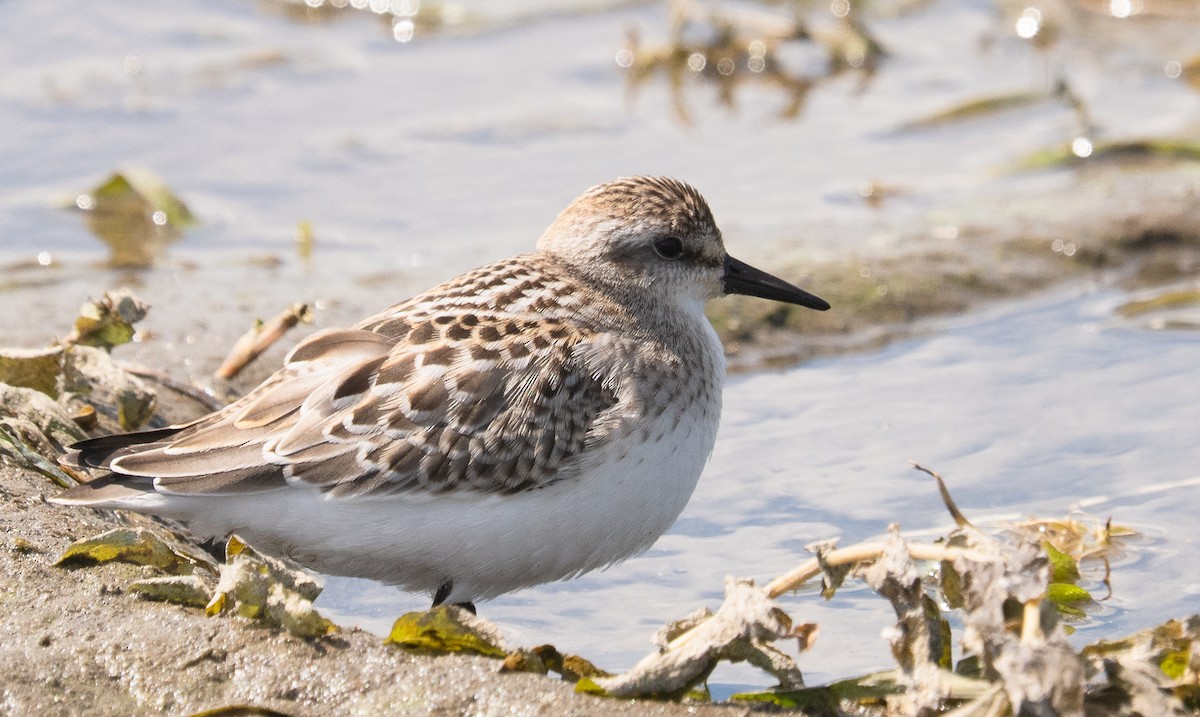 Semipalmated Sandpiper - ML641272018