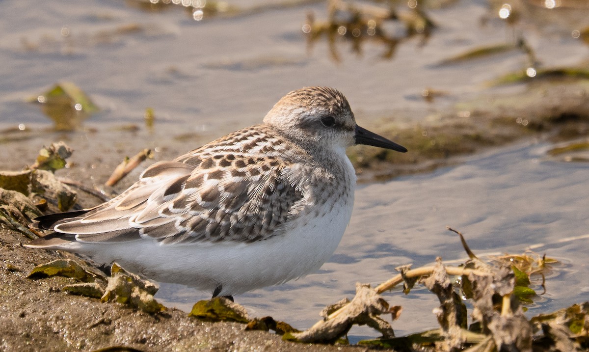 Semipalmated Sandpiper - ML641272020