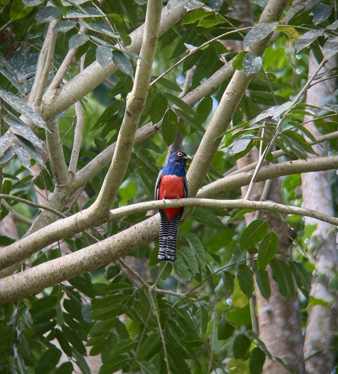 Blue-crowned Trogon - ML641272049