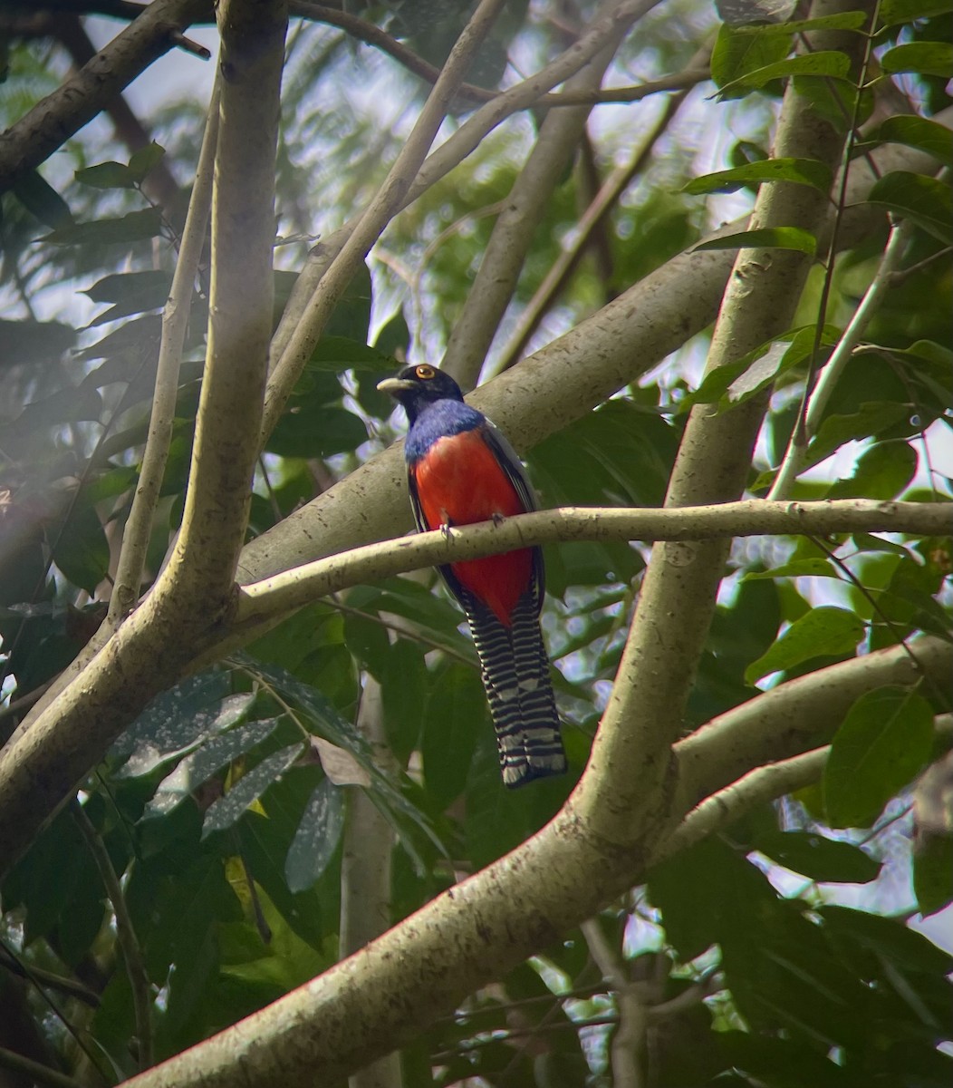 Blue-crowned Trogon - ML641272050