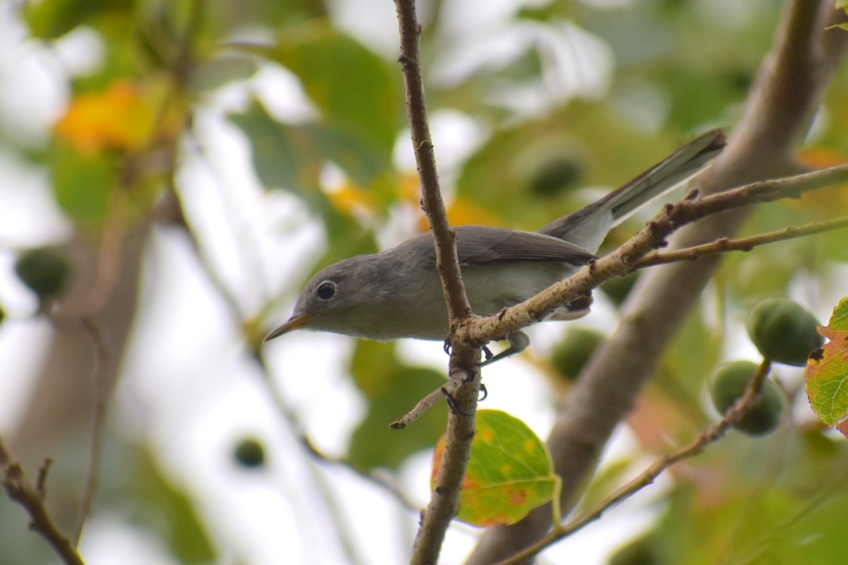 Blue-gray Gnatcatcher - ML641272051