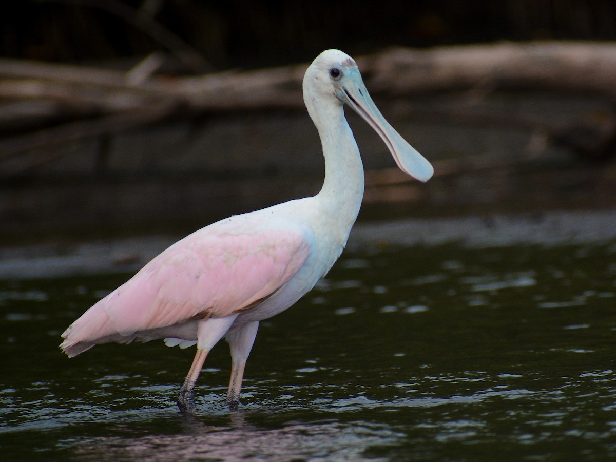 Roseate Spoonbill - ML641272061