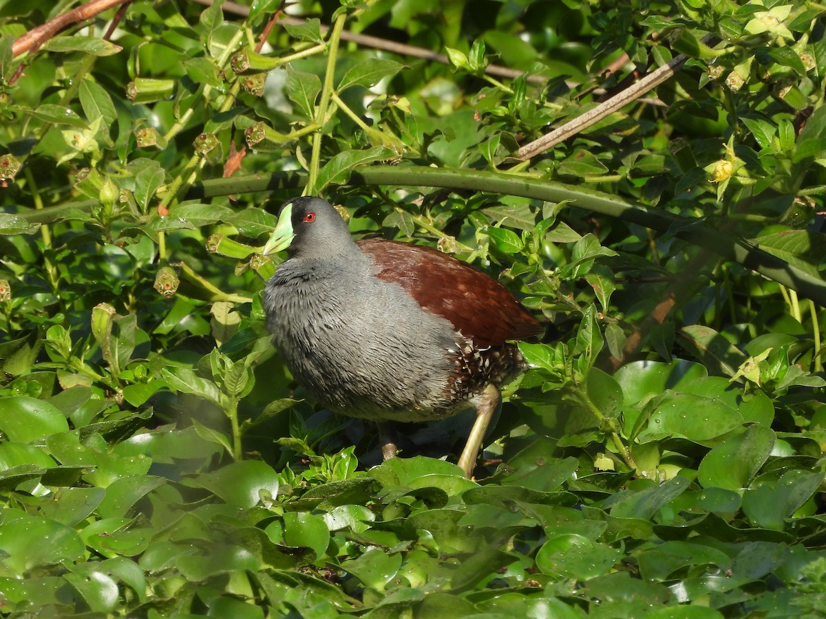 Spot-flanked Gallinule - ML641272068