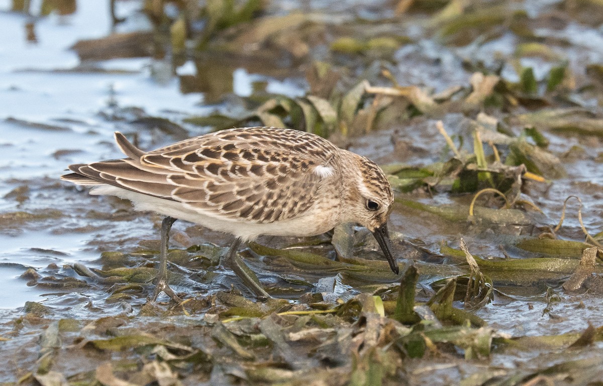 Semipalmated Sandpiper - ML641272093