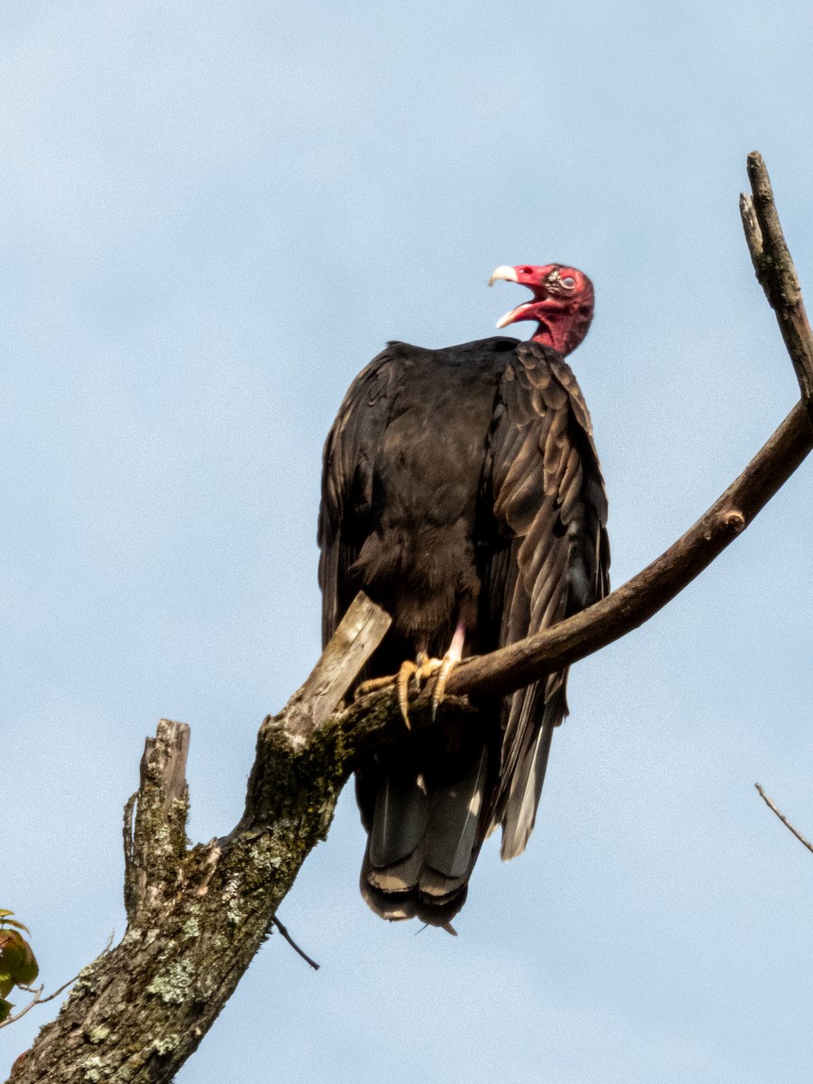 Turkey Vulture - ML641272123