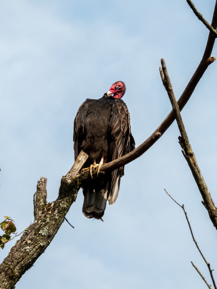 Turkey Vulture - ML641272125