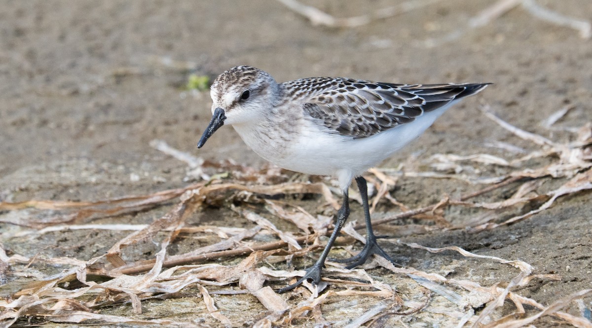 Semipalmated Sandpiper - ML641272138