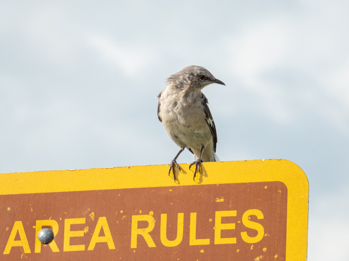 Northern Mockingbird - ML641272160