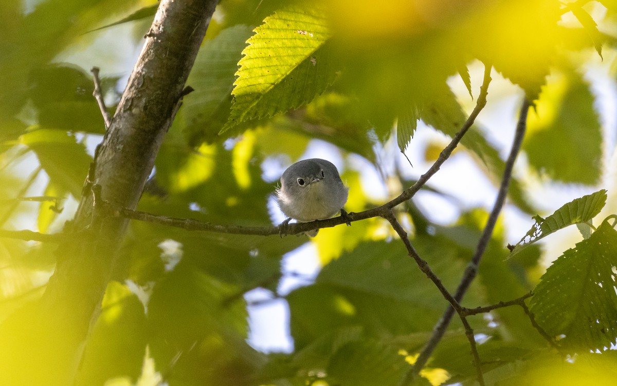 Blue-gray Gnatcatcher - ML641272163