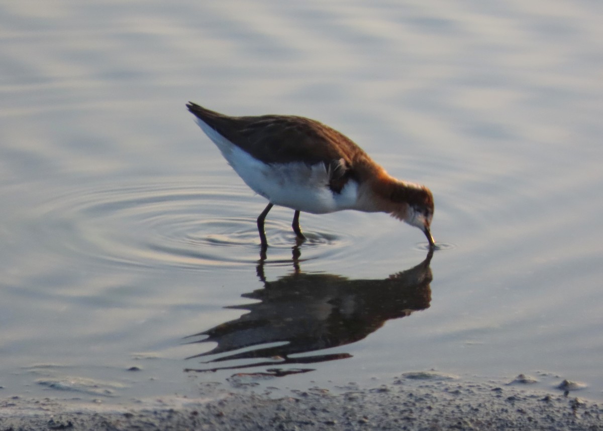 Wilson's Phalarope - ML641272165