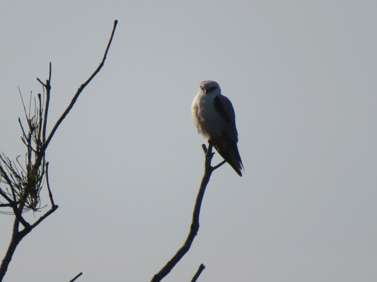 Black-shouldered Kite - ML641272234