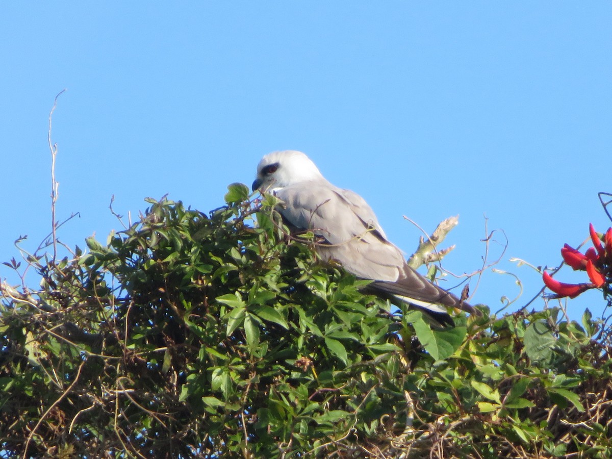 Black-shouldered Kite - ML641272235