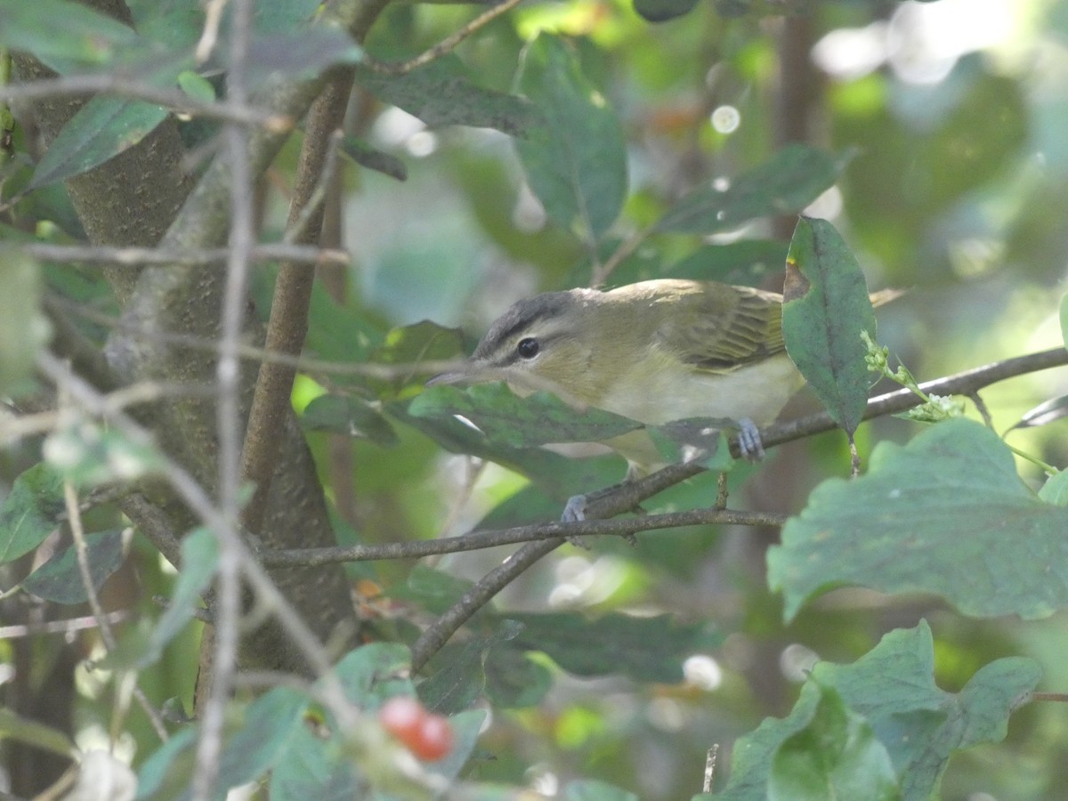 rødøyevireo - ML641272236