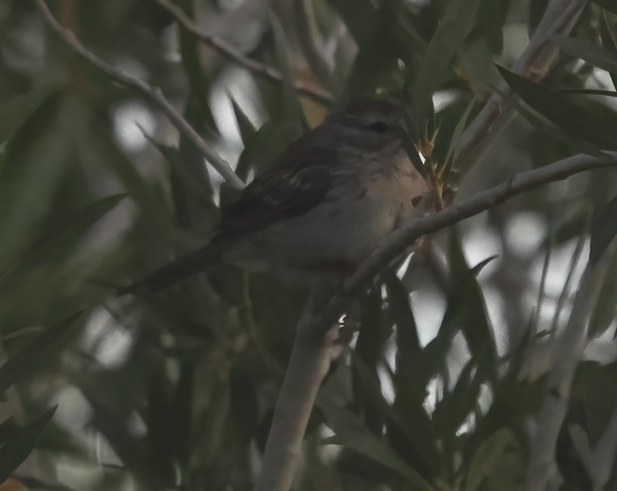 Chipping Sparrow - ML641272247