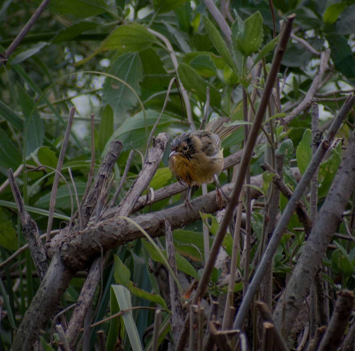 American Redstart - ML641272257