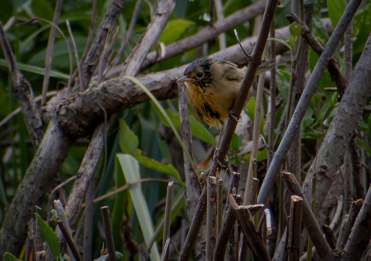 American Redstart - ML641272258