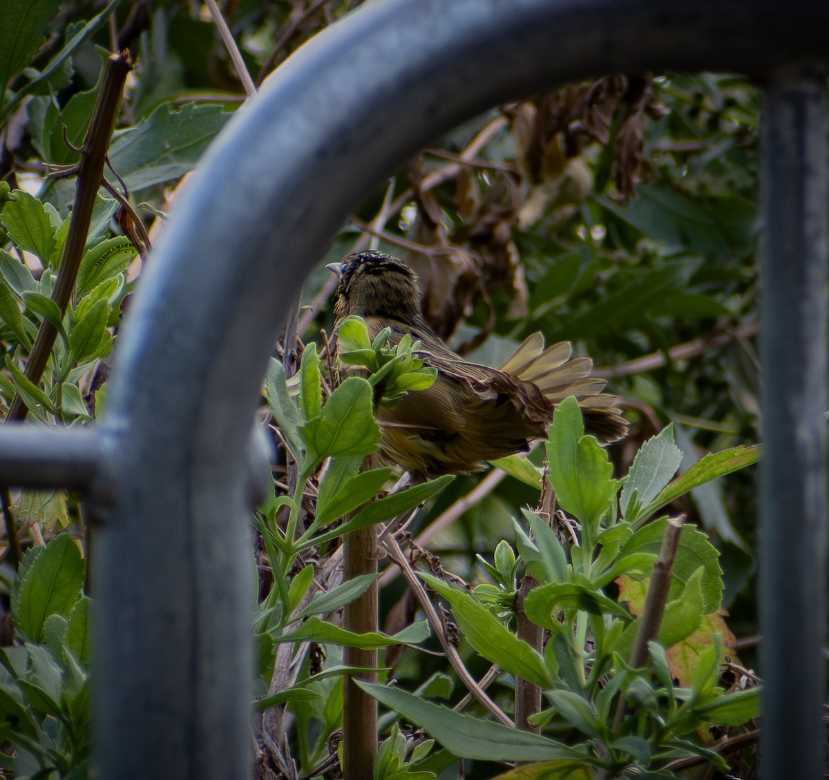 American Redstart - ML641272260