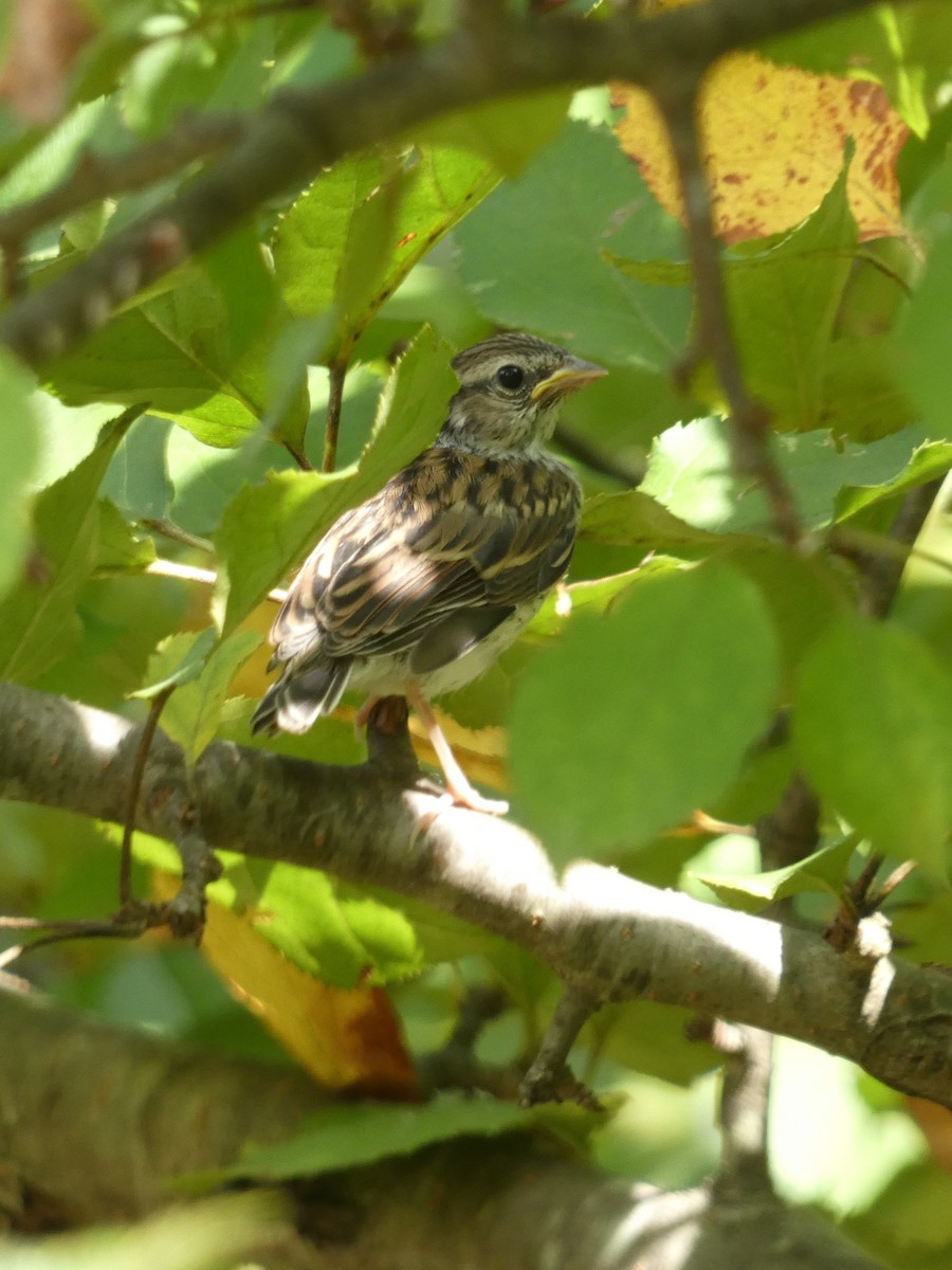 Chipping Sparrow - ML641272265