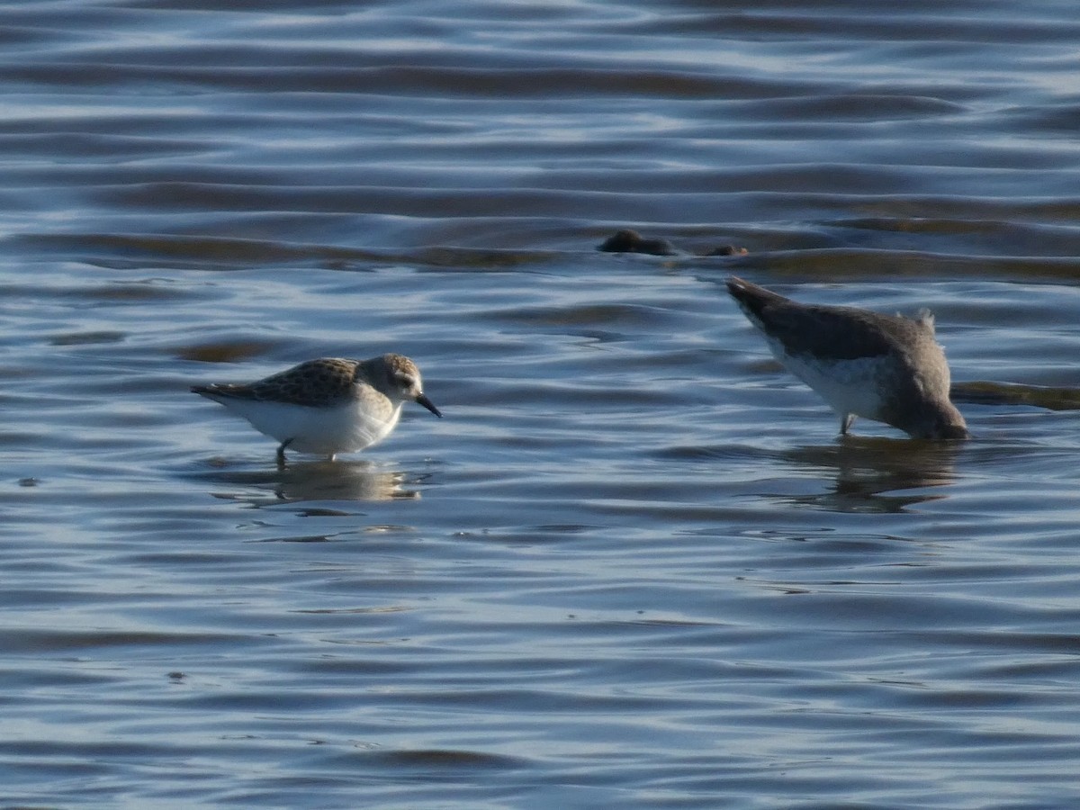 Semipalmated Sandpiper - ML641272269